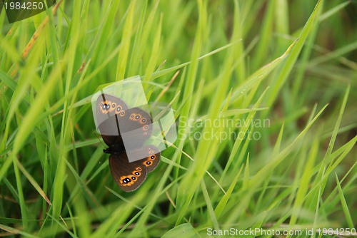 Image of brow butterfly in grass