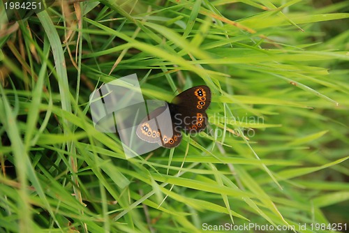 Image of brow butterfly in grass