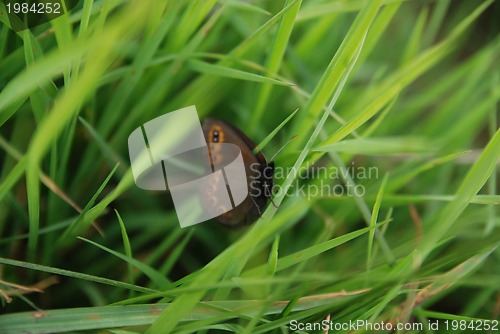 Image of brow butterfly in grass