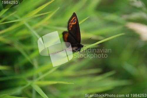 Image of brow butterfly in grass