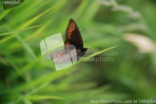 Image of brow butterfly in grass