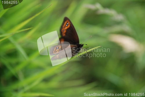 Image of brow butterfly in grass