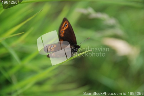 Image of brow butterfly in grass