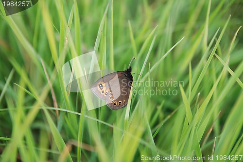 Image of brow butterfly in grass