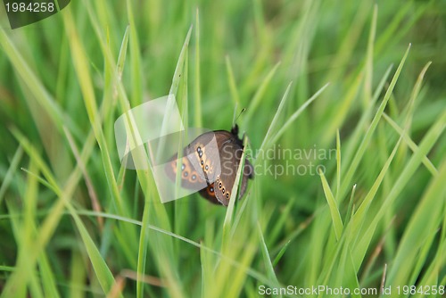 Image of brow butterfly in grass