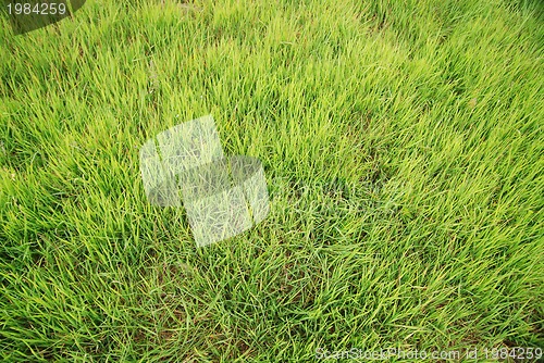 Image of grass