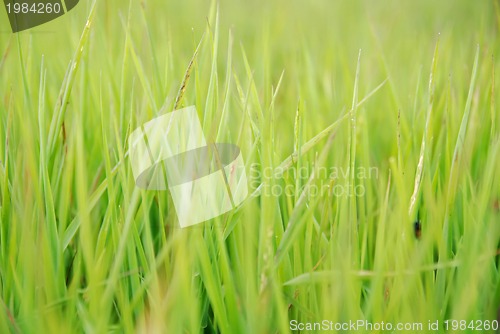 Image of green grass (with telephoto lens)