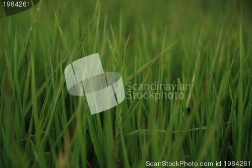 Image of green grass (with telephoto lens)