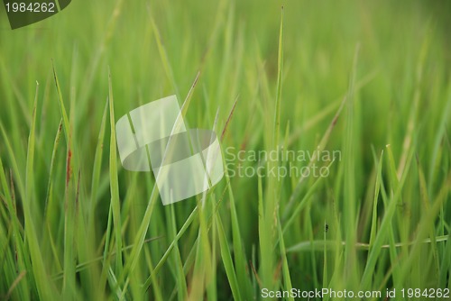 Image of green grass (with telephoto lens)