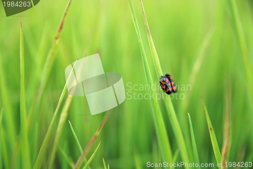 Image of small love romance in grass