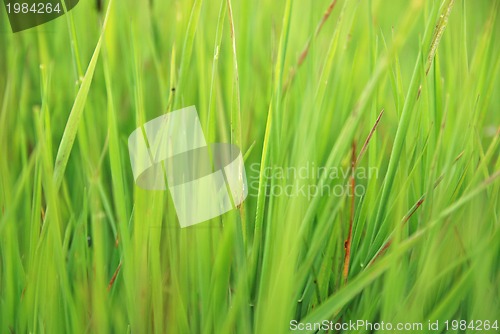 Image of grass