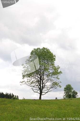Image of lonely tree
