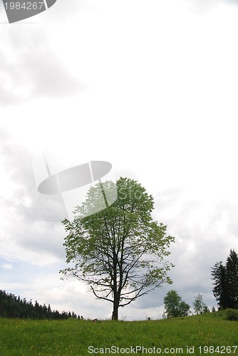 Image of lonely tree
