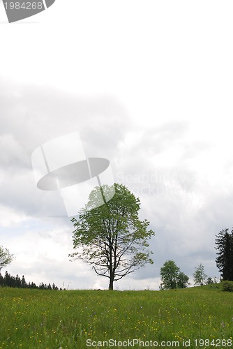 Image of lonely tree