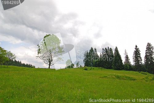 Image of lonely tree