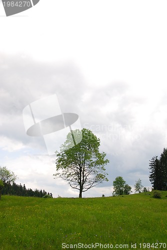 Image of lonely tree