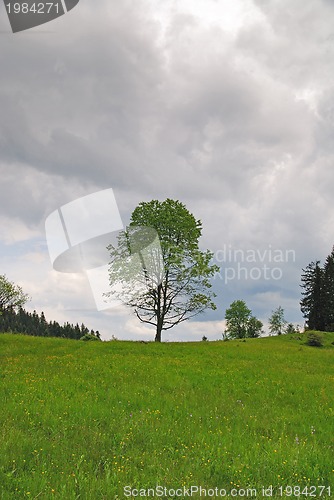 Image of lonely tree