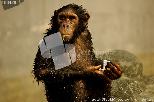 Image of Monkey