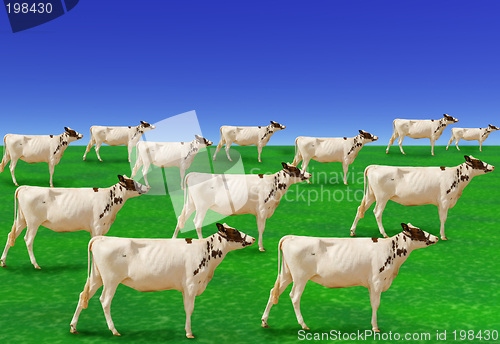 Image of Cows