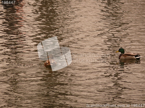 Image of Pair of ducks