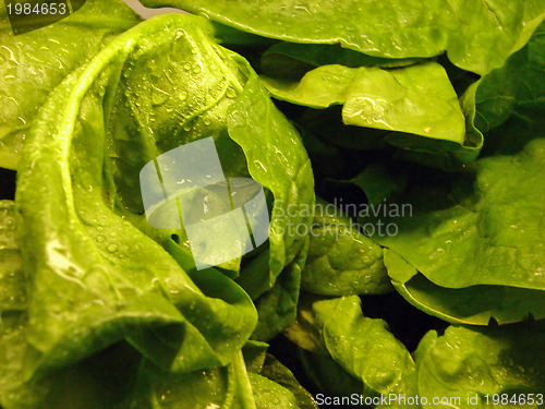Image of lettuce background