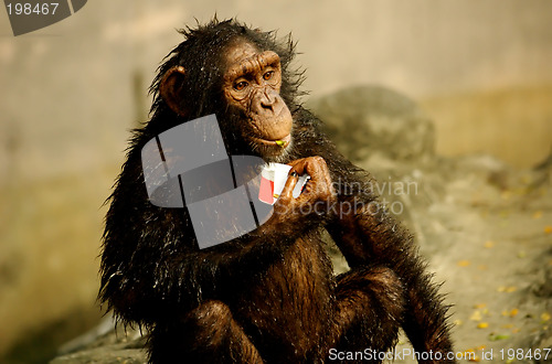 Image of Monkey Eating