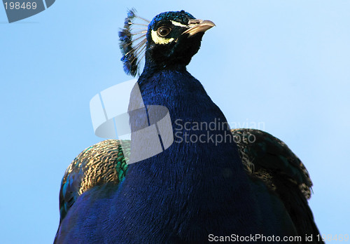 Image of Peacock