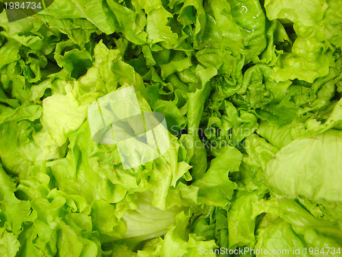Image of lettuce background