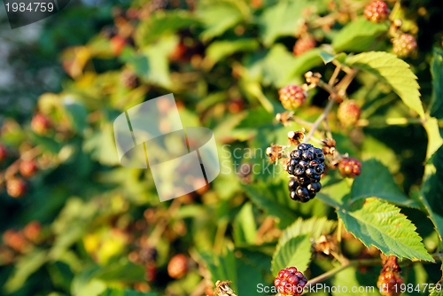 Image of blackberry