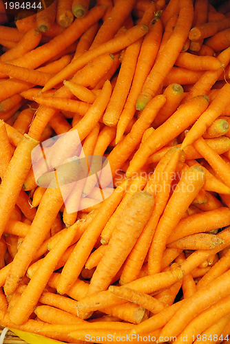 Image of carrot