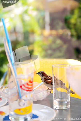 Image of bird on table