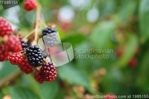 Image of blackberry