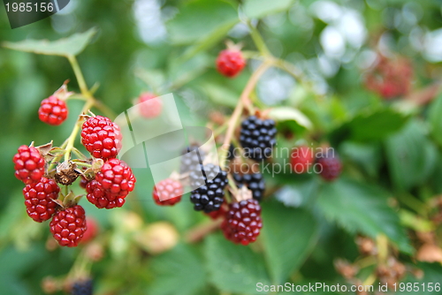 Image of blackberry