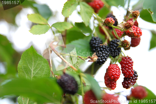 Image of tasty berry