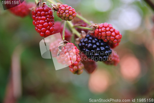 Image of tasty berry