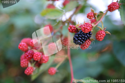 Image of tasty berry