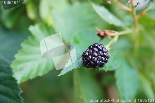 Image of tasty berry