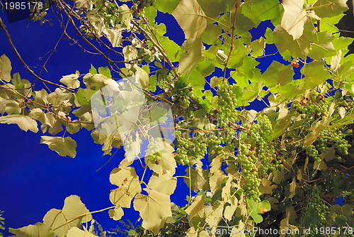 Image of grape with long exposure 