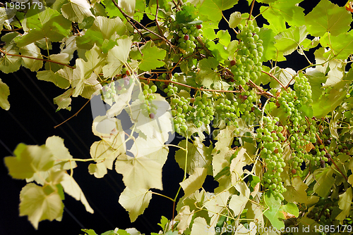 Image of grape with long exposure 