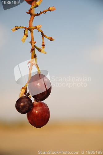 Image of grape