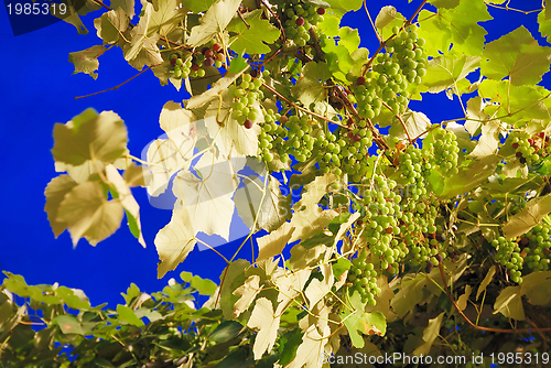 Image of grape with long exposure 