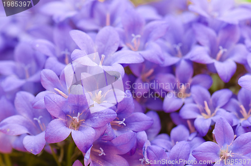 Image of campanula blue a close up