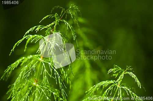 Image of the morning sun illuminated plant in forest