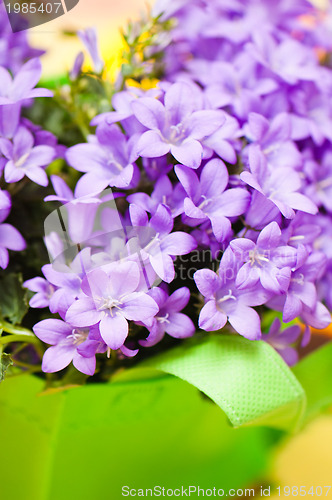 Image of campanula blue a close up