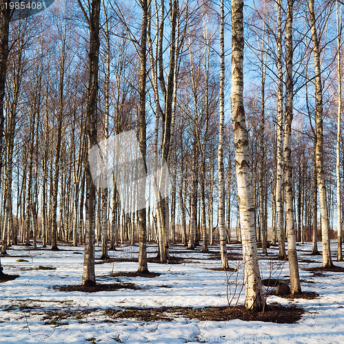 Image of Spring landscape in a birchwood