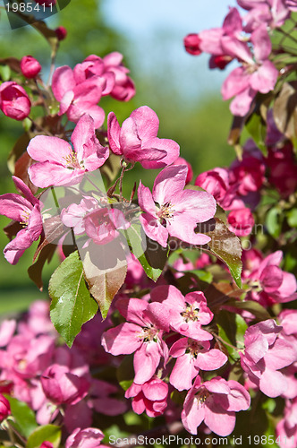 Image of Magnolia blossoming in park, close up