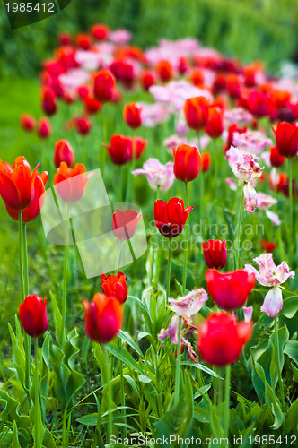 Image of Tulips bloom in the Park