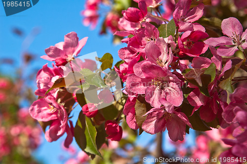 Image of Magnolia blossoming in park, close up