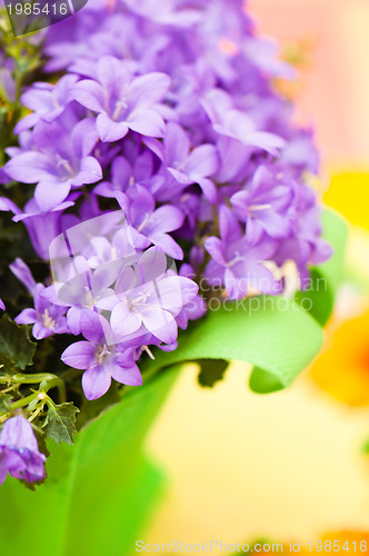 Image of campanula blue a close up