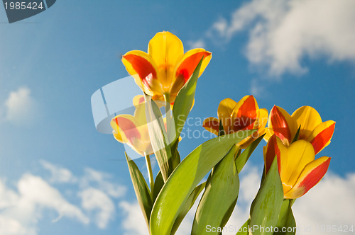 Image of Red-yellow tulips on a background of the blue sky